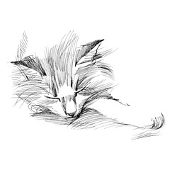 Hand drawn line art illustration of cat isolated on white.