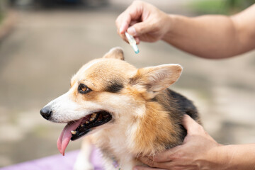 Close up a man applying tick and flea prevention treatment and medicine to her dog or pet