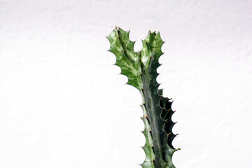 Euphorbia lacel Craib is an ornamental plant, similar to a cactus, but more plump, smooth, square-shaped. branching leaves There are thorns all over the trunk. Inside there is white rubber, poisonous.