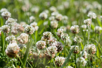 White clover flowers in the grass, Trifolium repens