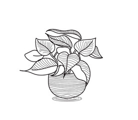 philodendron vector line art 