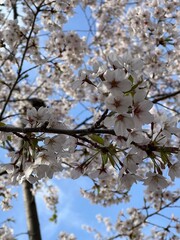 cherry blossoms