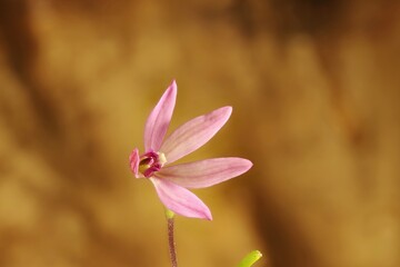 Isolated Pink Fingers orchid (Caladenia carnea) Australian native plant.
