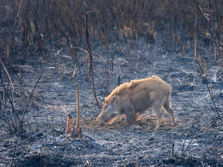Indian Wild boar searching food amidst the ashes in the forest floor of Dhikala zone in Jim Corbett national Park in Uttarakhand, India.