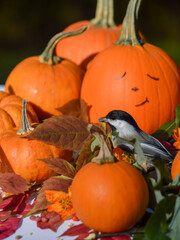 Black-capped chickadee among pumpkins in autumn