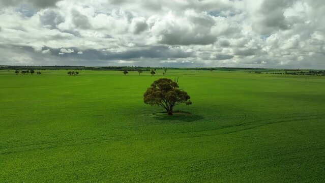 Single tree in the middle of lush green wheat field - slow rotating low angle point of interest aerial shot