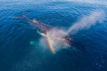 Obraz premium Humpback Whale in glassy water on a very calm day in Hervey Bay