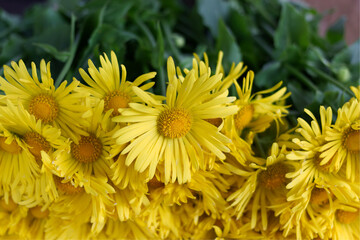 yellow flowers