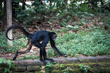 beautiful portrait of monkey at peruvian jungle