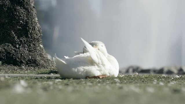 2 White Ducks in Echo Park Los Angeles California