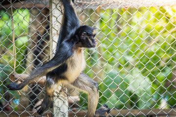 beautiful portrait of monkey at peruvian jungle