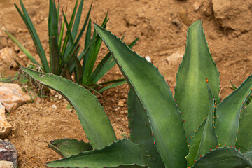 Tepezate Agave to make mezcal, Oaxaca, Mexico