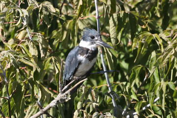 Belted Kingfisher perched on branch over river in fall sun