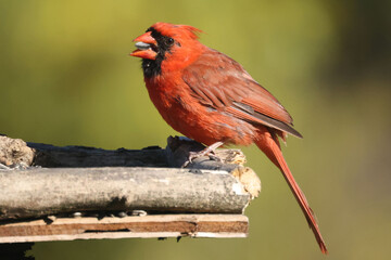 Male Cardinal in bright sun in fall