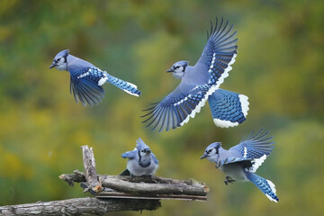 Blue Jay fighting over food on fall day, two flying off in retreat - obrazy, fototapety, plakaty