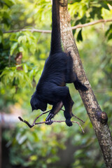 beautiful portrait of monkey at peruvian jungle