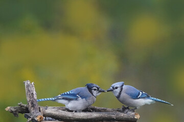 Blue Jay feeding seed to other Jay, probably a full grown chick or its mate