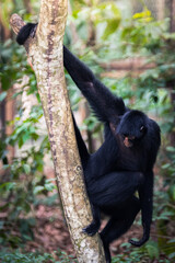 beautiful portrait of monkey at peruvian jungle