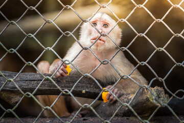 beautiful portrait of monkey at peruvian jungle