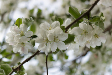tree blossom