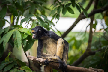 beautiful portrait of monkey at peruvian jungle