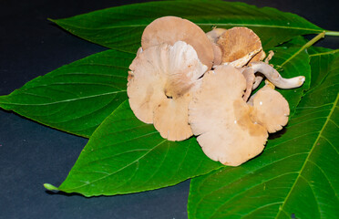 tenquique edible mushroom, known in the western part of El Salvador, its scientific name is pseudofistulina brasiliensis.
