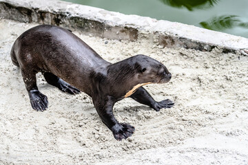 Fototapeta premium portrait of sea lion in a zoo