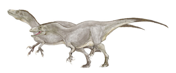 ムルスラプトル　メガラプトル類に分類されている肉食性獣脚類。発見されたネウケン層群の地層の岩石は白亜紀後期のものとされ、棲息期はその時期と思われる。ラプトルの名称がつくが、鉤爪は後肢ではなく、前肢にある。発見された骨格はまだ未成熟であったとされ、6.4メートルの推定全長はそれ以上であった可能性もある。イラストはペアの成体の雌雄を個別に描き、のちに合成、補修し一つの画像として手を加えたもの。