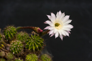 サボテンの花