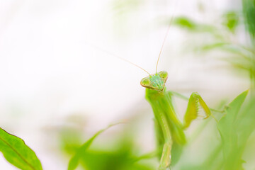 カマキリ