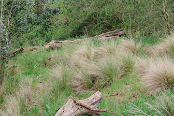 bushland landscape with grasses and old logs