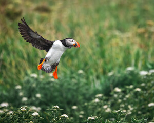 puffin in flight