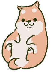 仰向けでねころぶまんまるな柴犬