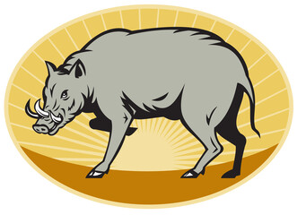 Fototapeta premium illustration of a babirusa wild pig about to attack set inside ellipse done in retro style with sunburst in background 