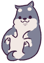 仰向けでねころぶまんまるな黒柴犬