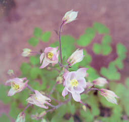 Columbine flowers in spring with retro coloration