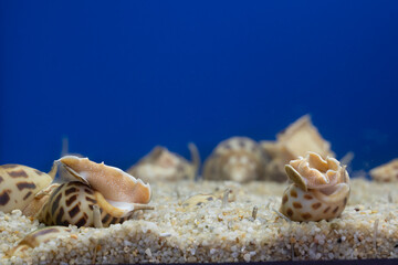 Spotted Babylo, aquatic animal