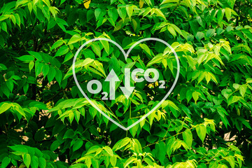 plant, trees, shrubs, grasses photo with graphic illustration of releasing oxygen and absorbing...