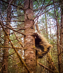 Porcupine up in a spruce tree