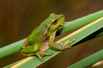 Southern Leaf-green tree Frog, Litoria nudidigitus