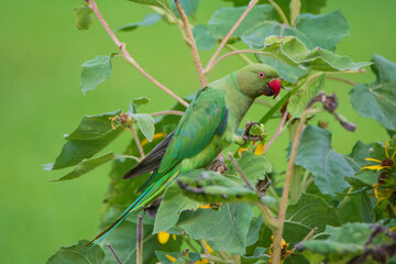 Rose Ringed Parakeet on a branch
