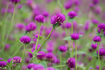 Purple flowers and blurred background