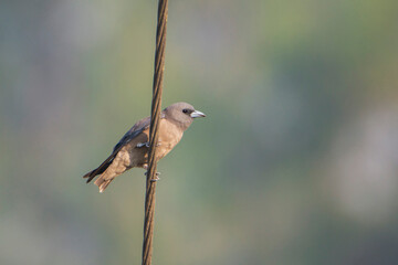 Ashy Woodswallow on branch
