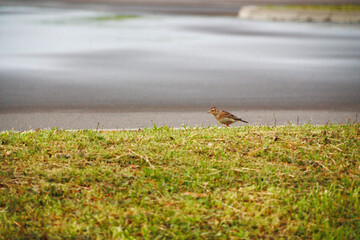 春の鳥　ひばり
