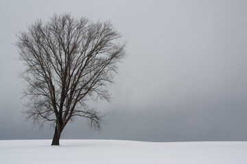 雪の丘の上の木立
