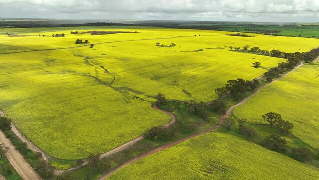 Aerial footage moving straight over yellow canola fields in West Australian wheat belt - slow aerial shot