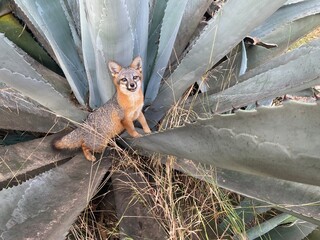 Island Fox  in agave