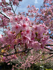 河津桜の花