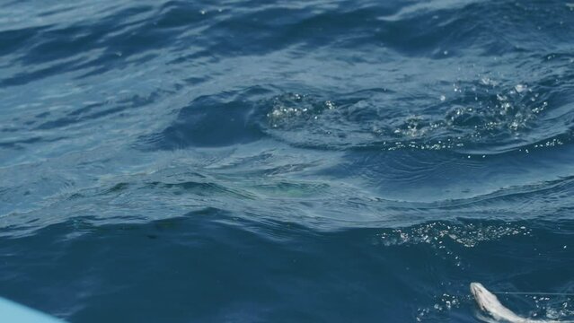 Fishing for mahi mahi dorado in blue ocean water, fish caught on line from small fishing boat in Cabo, Mexico in slow motion