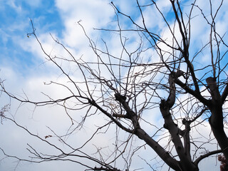 冬空と枝